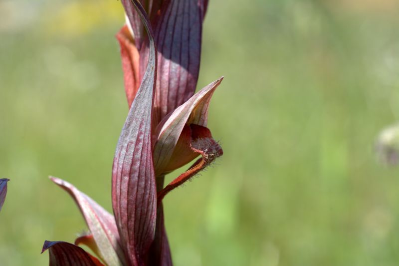 Serapias vomeracea?